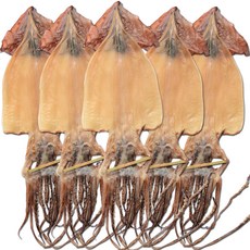해맑은푸드 부드러운 마른오징어 5미, 750g, 1개