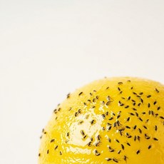 나방파리 초파리 트랩 벼룩파리 끈끈이 제거, 1세트, 2개입