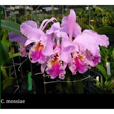 [루반정원] (원종카틀레나) Cattleya mossiae, 1개