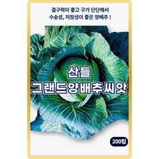 산들 그랜드 양배추 씨앗 200립 결구력 저장성 좋은 중조생형 양배추씨 종자, 1개