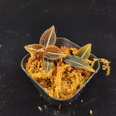 보석란 1포트 털사철란 토종란