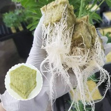 熊貓購物 水耕育苗塊 岩棉, 1個, 40*40*40mm 4公分左右,買50送公仔, N/A