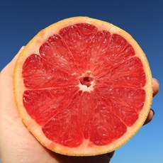 이스라엘 루비레드자몽, 10개, 400g 내외(특대과)