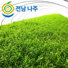 산지직송 나주노안 미나리 2kg / 노지 밭미나리 나주미나리, 1개