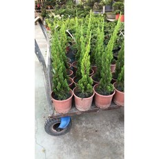 霏霏園藝 龍柏盆栽 居家擺飾綠植, 1個