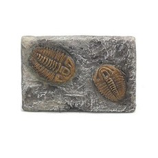 고생대 삼엽충 화석 표본 거치 과학교구 도구 수업 원리 연구 관찰 창의 실험, 1개