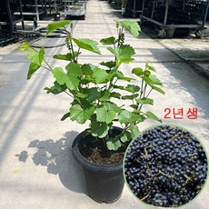 대성식물 머루포도 2년생 묘목 과실수 유실 나무 중품 과일키우기 노지월동가능, 1개