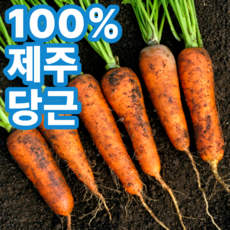 [100%제주] 구좌 햇 당근 흙당근, 1박스, 2kg(중)