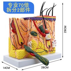 두피모형 피부 조직 모형 두피 모낭 두발 해부 50배 확대, 2개 부품 70x Pro(29개 표시기 포함)