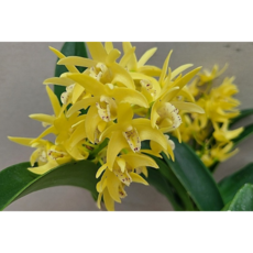 [신라난농원]대명석곡.노랑색꽃.특대사이즈.촉많은상품.아주좋은향.향기끝내줌.고급종.아주좋은상품.인기상품.필독뒷사진참고., 1개