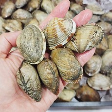 [담미로]국내산 제철 활 바지락 왕사이즈 세척 해감 바지락, 1개, 1kg