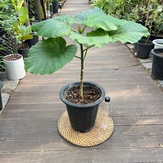 휘커스움베르타 대품 키 대략 70cm 반려식물 광명ic화훼유통, 1개