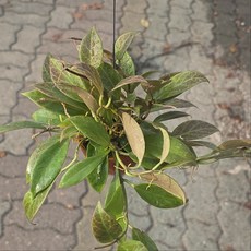 호야 썬라이즈 소품 희귀식물 꽃피는 행잉식물, 1개