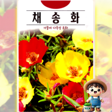 KS종묘 채송화 5000립 초화 꽃씨 씨앗 종자, 1개