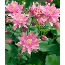 [비젼플라워] (야생화놀이터)--노지월동--베란다월동-$&& --겹매발톱-클레멘타인로즈, 1개