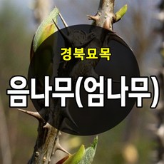 [경북농원]가시있는 음나무 / 민음나무 가시없는 엄나무 / 개두릅묘목, 가시있는 엄나무(음나무) 25~30cm, 1개, 가시있는 엄나무(음나무) 25~30cm