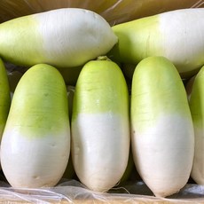국내산 제주 월동무 세척무 제주 무 5kg 10kg 20kg, 1개, 제주 월동무 5kg