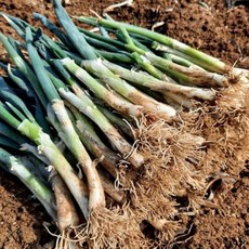대파 국내산 흙대파 산지직송 가정용 업소용 식자재 초신선, 1개, 5kg