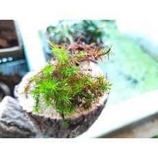 제주 큰솔이끼 30촉내외 살아있는 생이끼, 1개