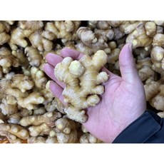 국산 생강 세척생강 특품, 1박스, 경북생강(특품)1kg