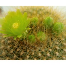 팅커벨 초록색꽃 황설황선인장, 1개