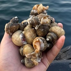 싱싱햇 국내산 흑골뱅이 골뱅이 흑고동 고동, 1세트, 1kg(70미 내외)