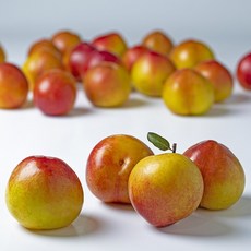 아삭말랑 변신자두 새콤달콤 가을자두 추희자두, 1세트, 2kg(대)