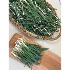 해풍맞은 보약초 초벌부추 어린부추, 300g, 1박스