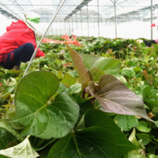 파머스넷 해남 호박고구마 모종, 5kg, 보다 빨리 받으시려면 배송 요청사항에 남겨주세요., 1박스