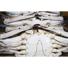 산채로 바로 얼린 연평도 선별 급랭 가성비 숫꽃게 [2025], 1박스, 냉동 숫꽃게 2kg (10~12미 내외/수분포함)