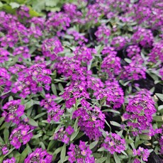 야생화 알리섬 알리숨 노지월동봄꽃추천 소품, 1개, 보라