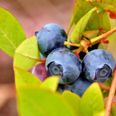 (냉동X) 슈퍼푸드 달콤한 칠레 생생 블루베리 왕특, 1세트, 칠레블루베리 125g * 9팩 (개당 18mm)