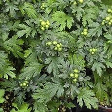 구절초 노지월동 가을 야생화 반려식물 그린식물팜, 2개