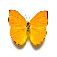 蟲新發現 蝴蝶標本A1 Phoebis argante 未展翅乾貨 DIY科學實驗套裝, 1個