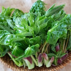 강원도 엄나무순 엄나물 강릉개두릅 음나무순 1kg, 1개