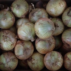 25년 국내산 무안 햇양파 3kg 소, 1개