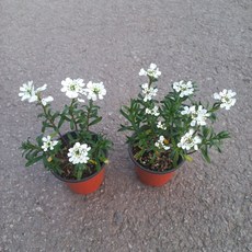 이메리스 묶음 상품, 단일, 2개