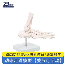 발 모형 뼈 인체 발목 과학 관절 정교한 의학 정형외과 1., 단일 항목, 1개