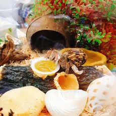 소라게 & 도둑게 사육세트 키우기 기르기 먹이 사육장 집, 01.대형세트, 코코칩, 소라게과일사료, 1개