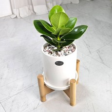 앤드플라워 택배발송우드스탠드+가이드책자+영양제 탁상용 선물용 미니공기정화식물 반려식물 실내 금전수 스투키 몬스테라 개업식 승진 선물 화분, 크루시아37cm(우드), 1개