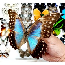 蝴蝶標本A1 大美藍摩爾弗蝶 大藍閃蝶 展翅14CM 秘魯產 精美收藏