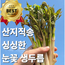 강원도 눈꽃 땅두릅 특품 산지직송 봄나물, 1개, 250g