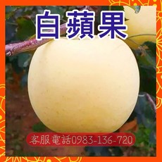 全新馴化種日本白色蘋果嫁接苗盆 高產量平地高山皆可種植 盆栽果樹 庭院植物, 1個