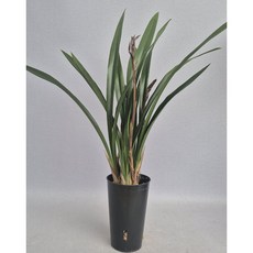 산천보세 포트5촉 / 꽃대2대 동양난 취미난 동양란전문 그린난농원, 1개