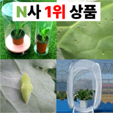 [관찰일지 무료증정] 배추흰나비 키우기 세트 알 한살이, [단품] 배추흰나비 수정란 (알), 1세트