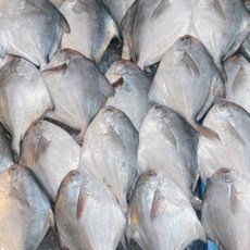 남해안 생물 병어 구이 조림 횟감용 1kg, 1개, 1kg 내외(6-9미) 비손질