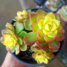 다육이 총집합 골라담기 다육식물 다육이, 42 [황금 레티지아]중품 예쁜다육이식물