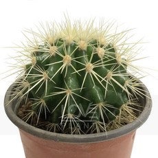 금호-강자류선인장/구형/강한가시선인장, 1개