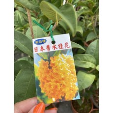 霏霏園藝 黃金香水桂, 1個