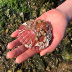 국내산 특품가리비 제철 활 가리비 홍가리비 1kg 산지직송 당일조업, 1개, 홍가리비 1kg (25미내외)